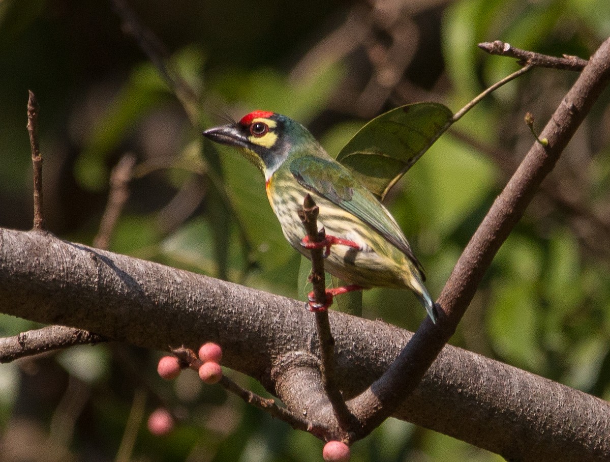 Coppersmith Barbet - ML126030121