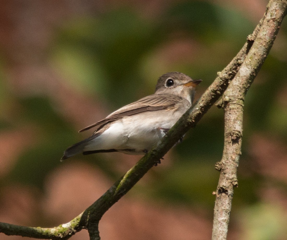 Asian Brown Flycatcher - ML126030131