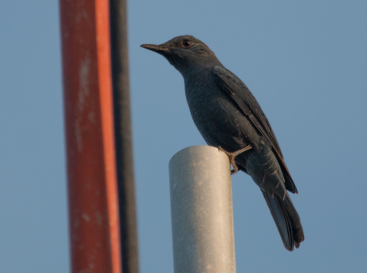 Blue Rock-Thrush - ML126030171