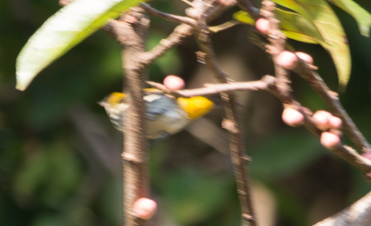 Yellow-vented Flowerpecker - ML126030181