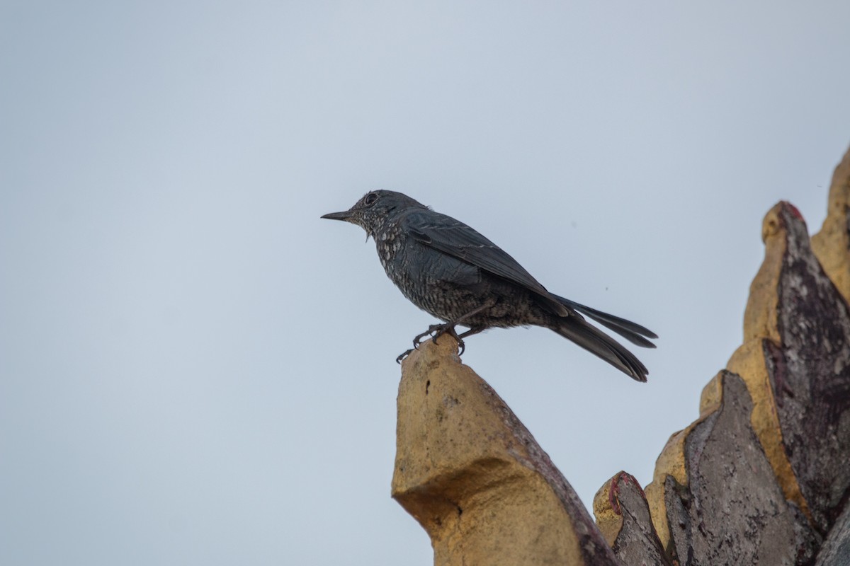 Blue Rock-Thrush - Joel Strong