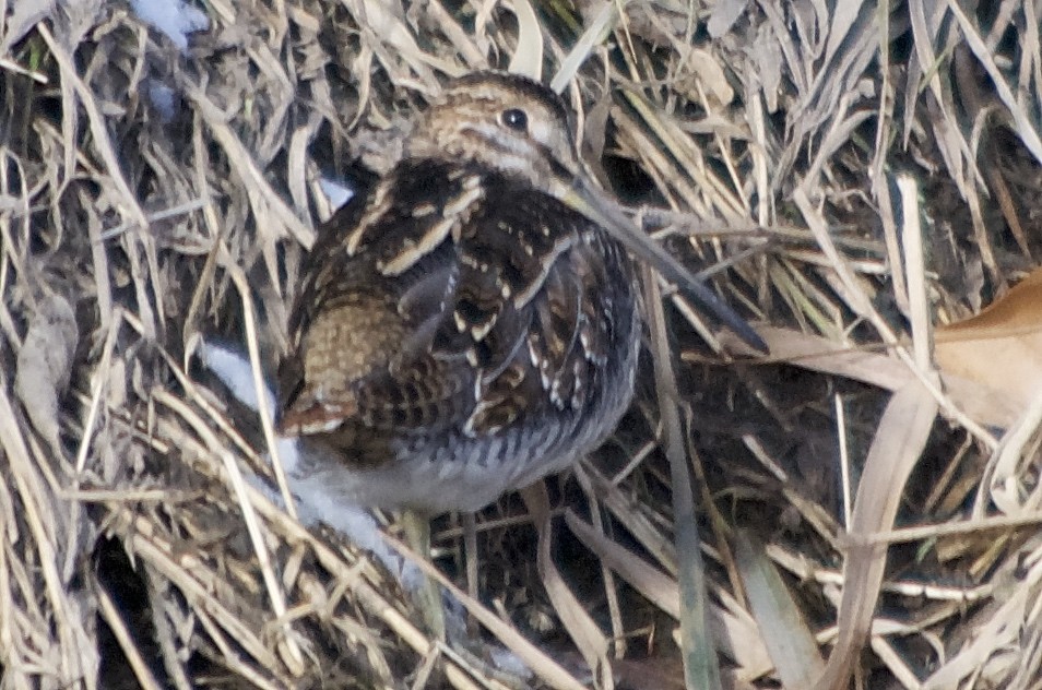 Wilson's Snipe - ML126030841