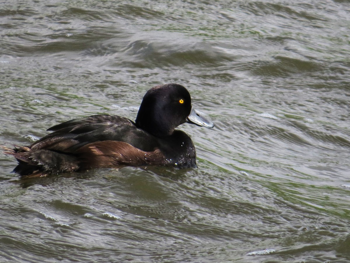 New Zealand Scaup - ML126031401