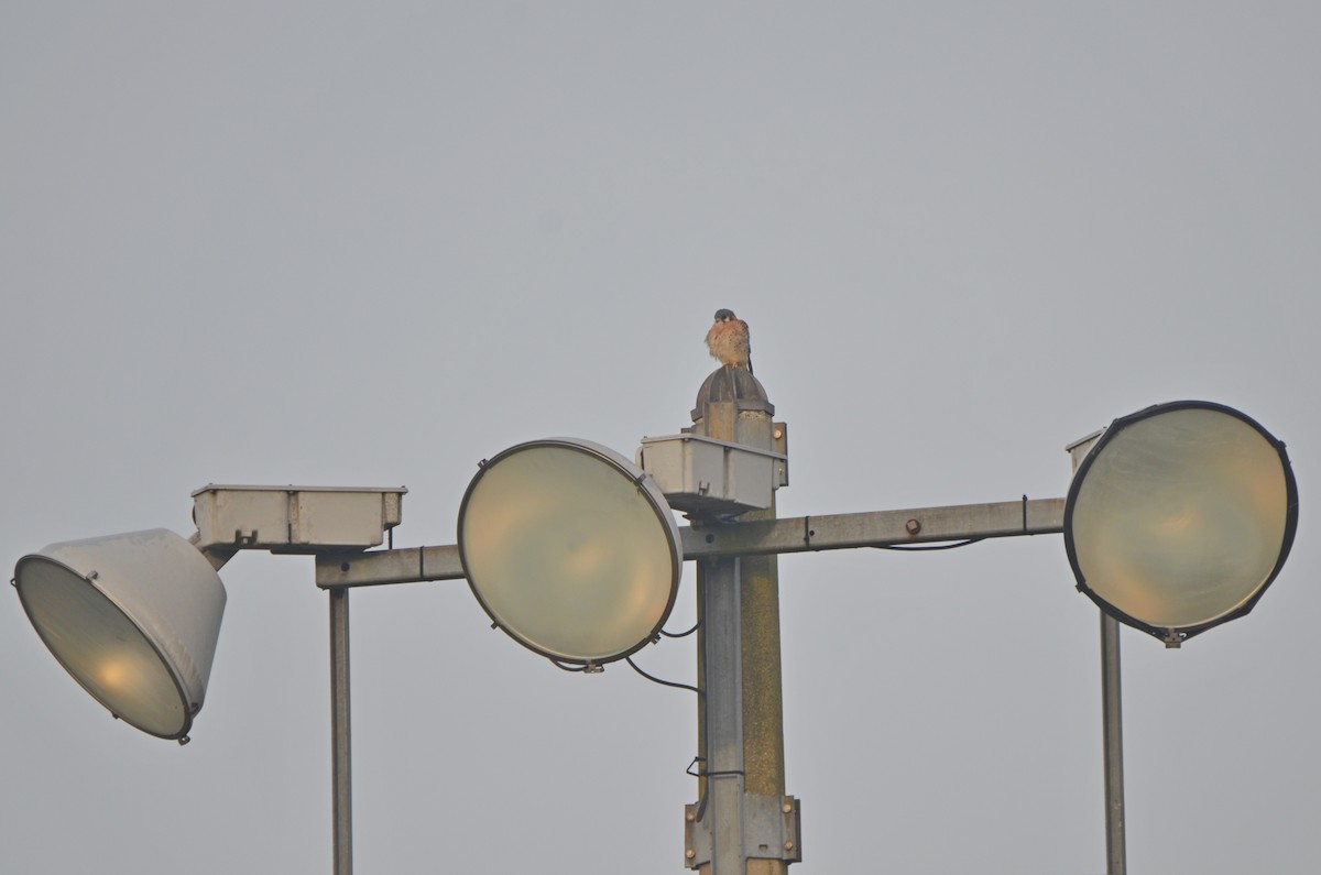 American Kestrel - ML126031781