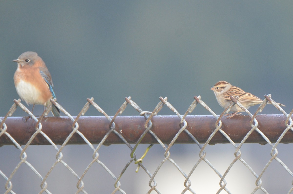 Chipping Sparrow - ML126031861