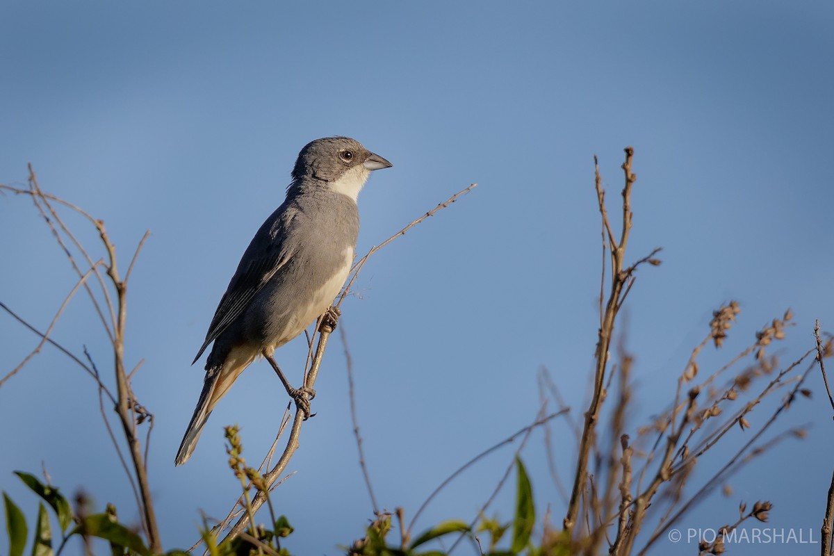 Diuca Finch - ML126032491