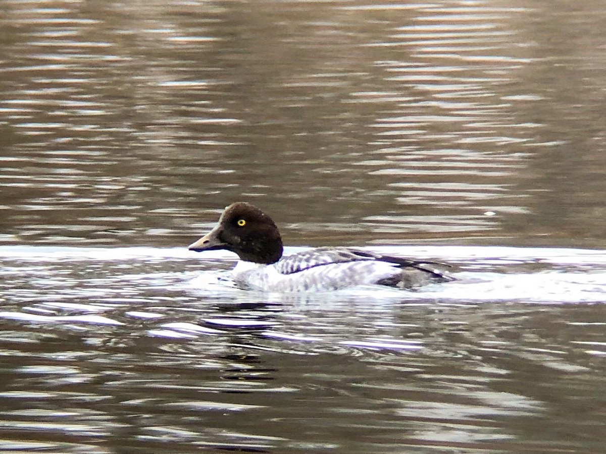 Common Goldeneye - ML126034021