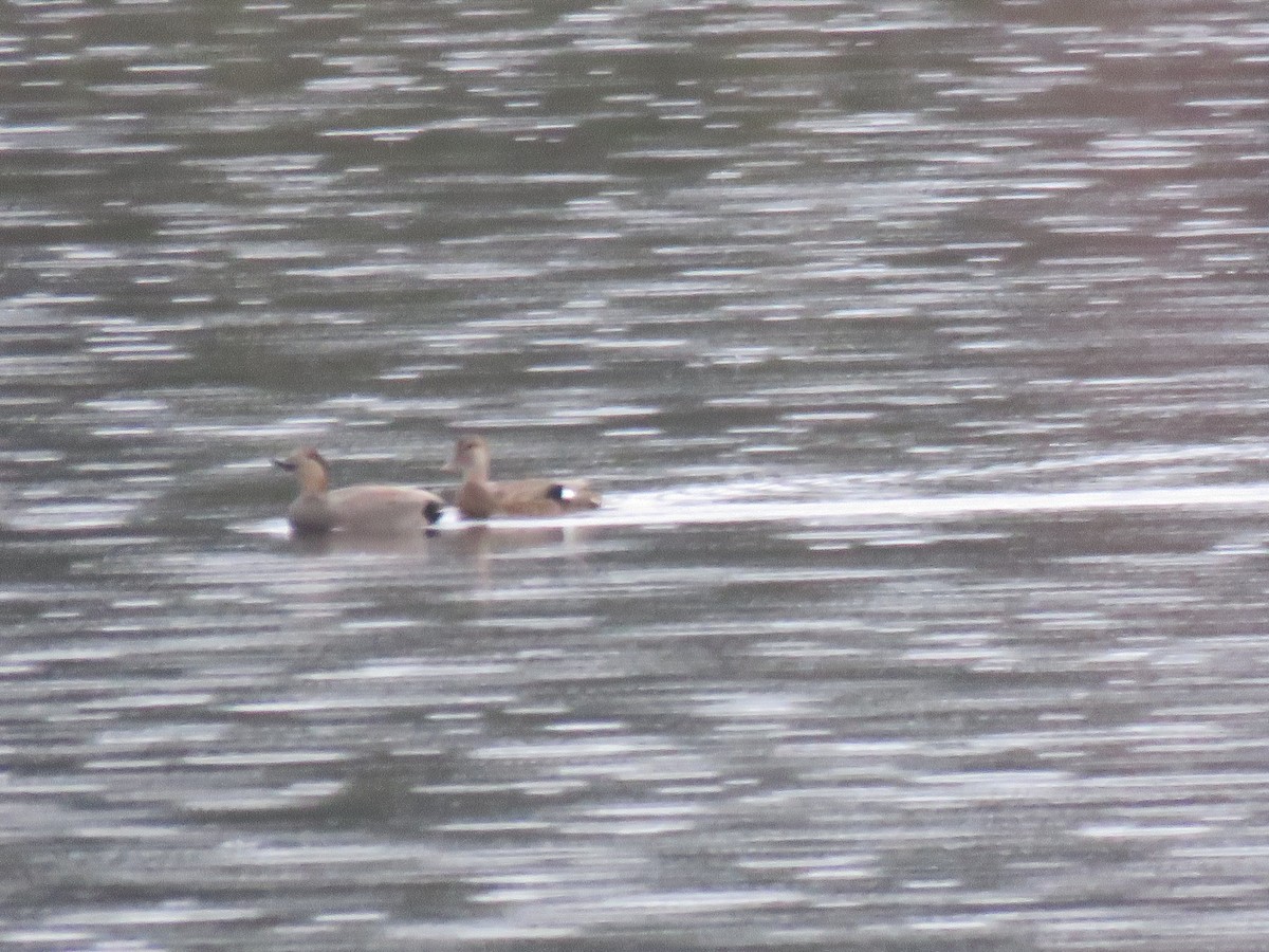 Gadwall - Valerie Wilmot