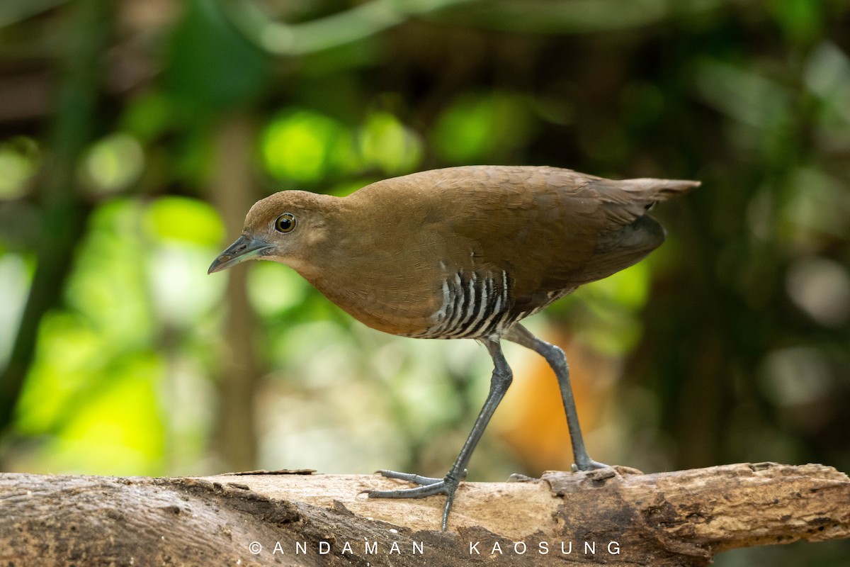 Slaty-legged Crake - Andaman Kaosung