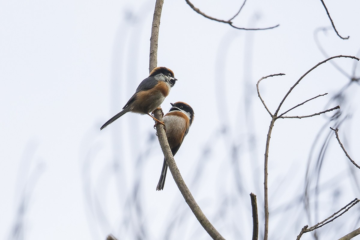 Black-throated Tit - ML126035601