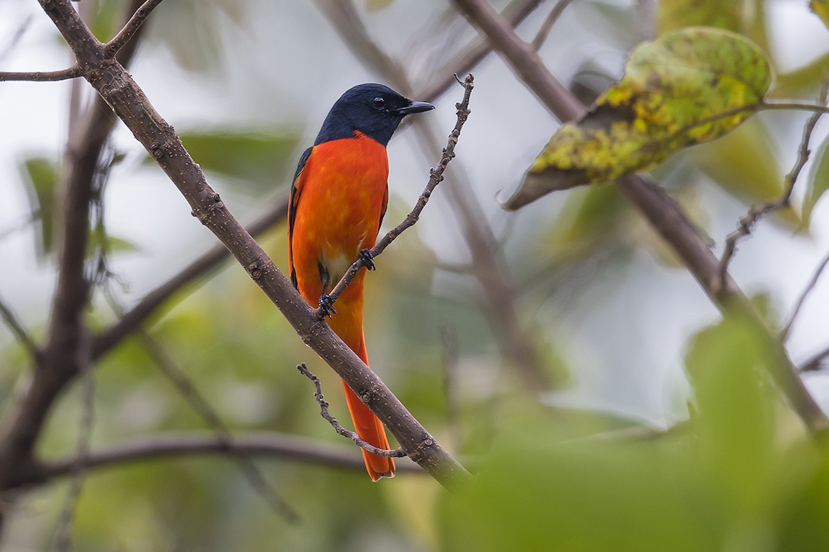 Scarlet Minivet - ML126035751