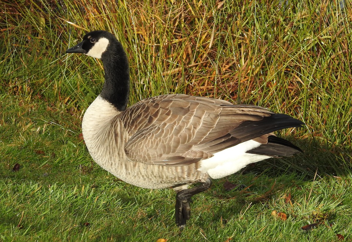 Canada Goose - ML126036091