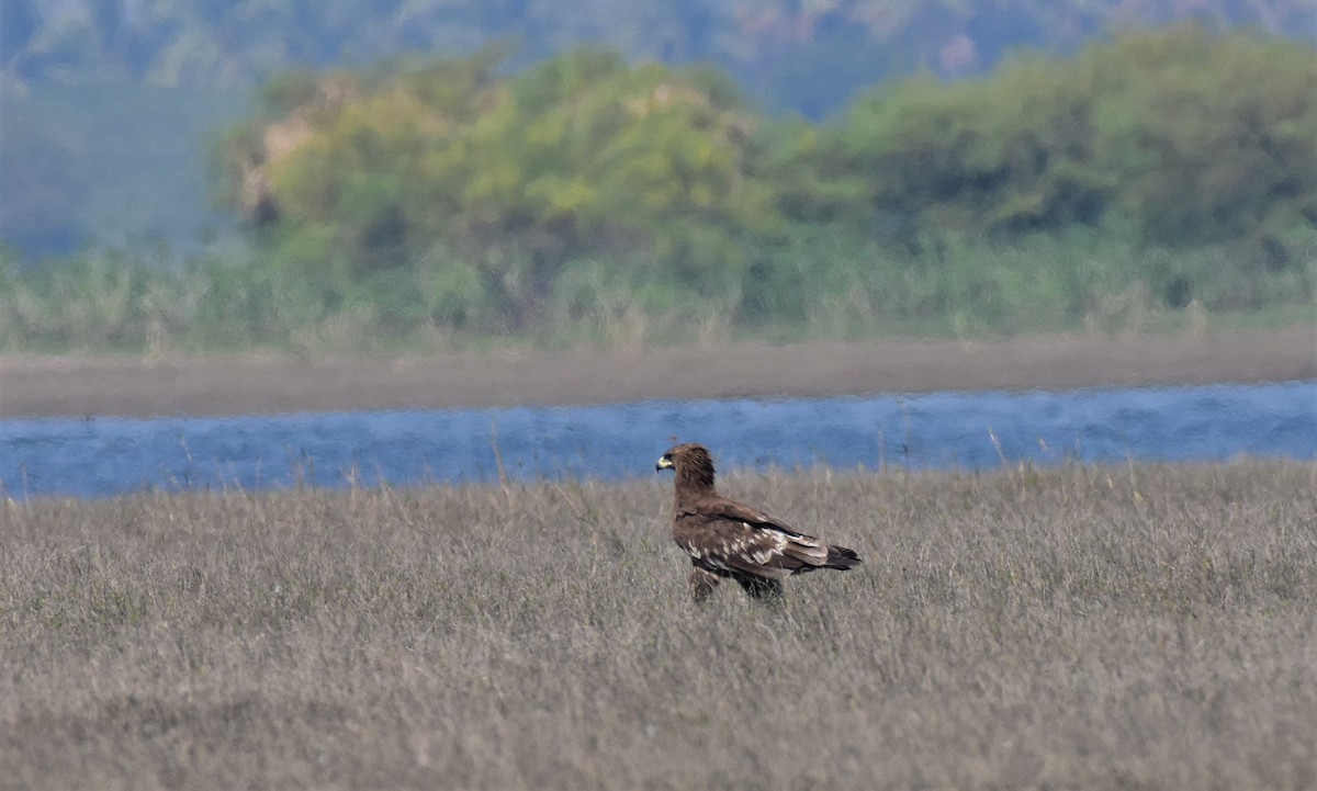 Greater Spotted Eagle - AVINASH SHARMA