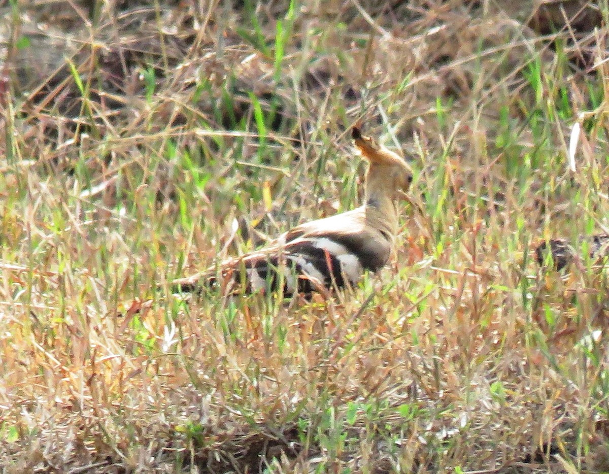 Eurasian Hoopoe - ML126037731