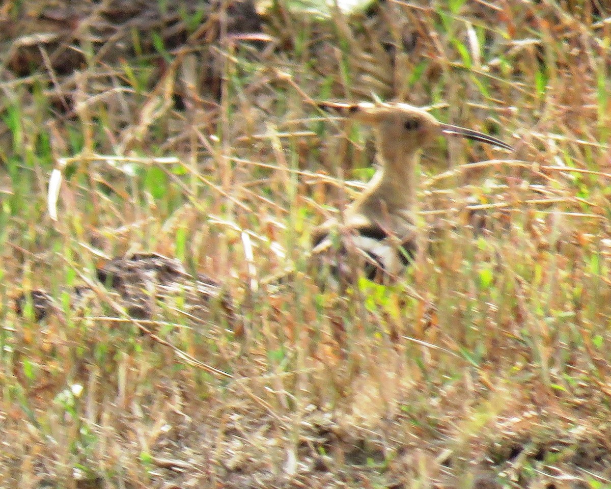 Eurasian Hoopoe - Mohanan Choron