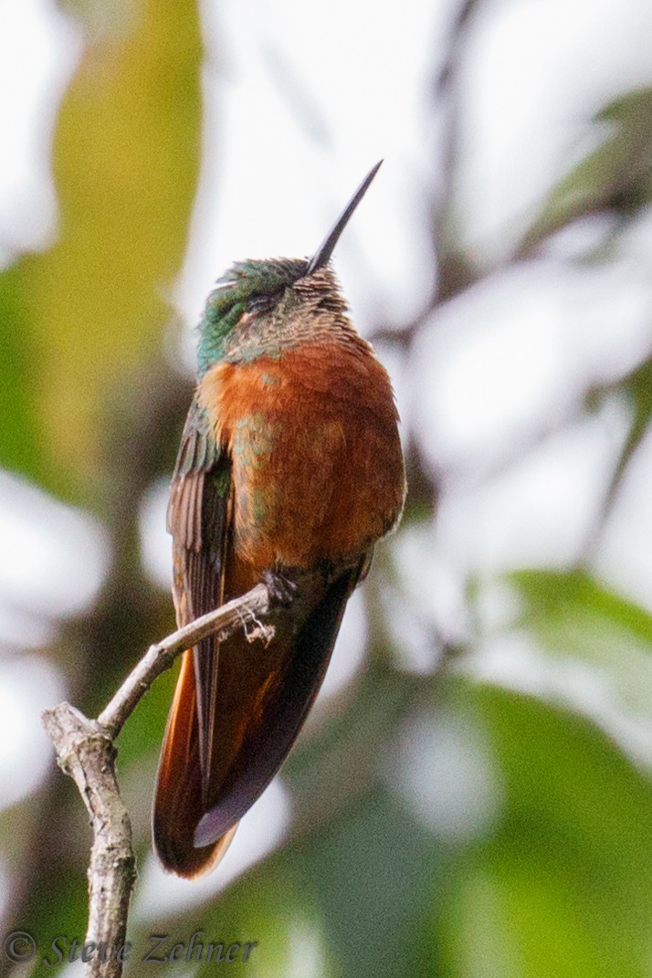 Chestnut-breasted Coronet - ML126038251