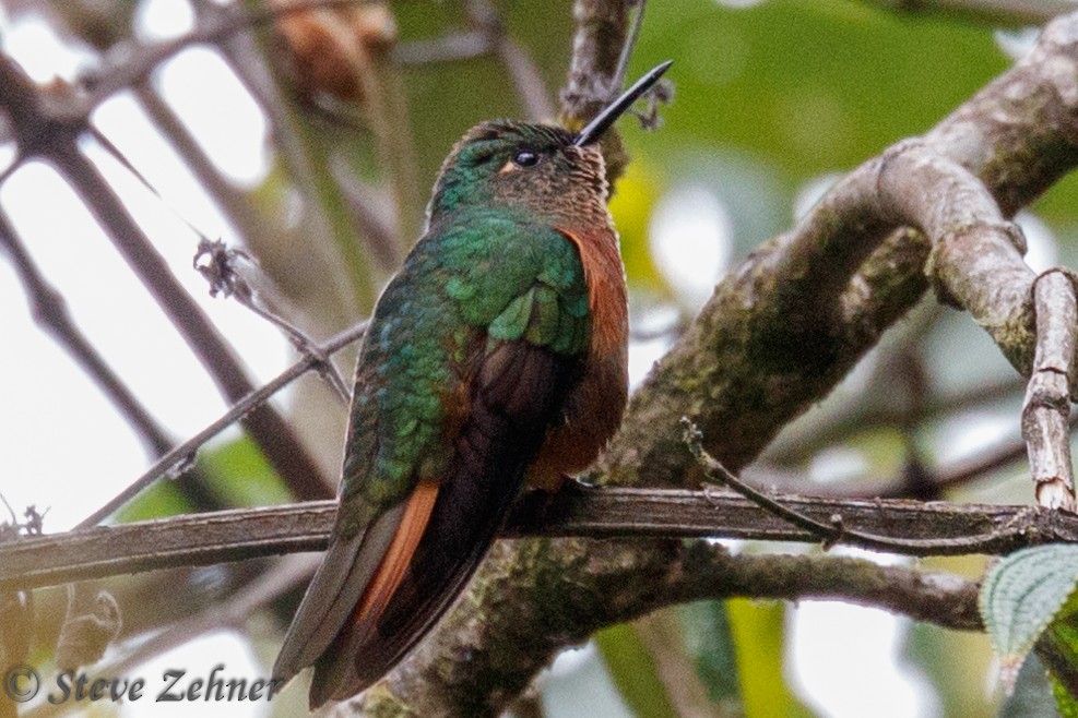 kolibřík peruánský - ML126038341