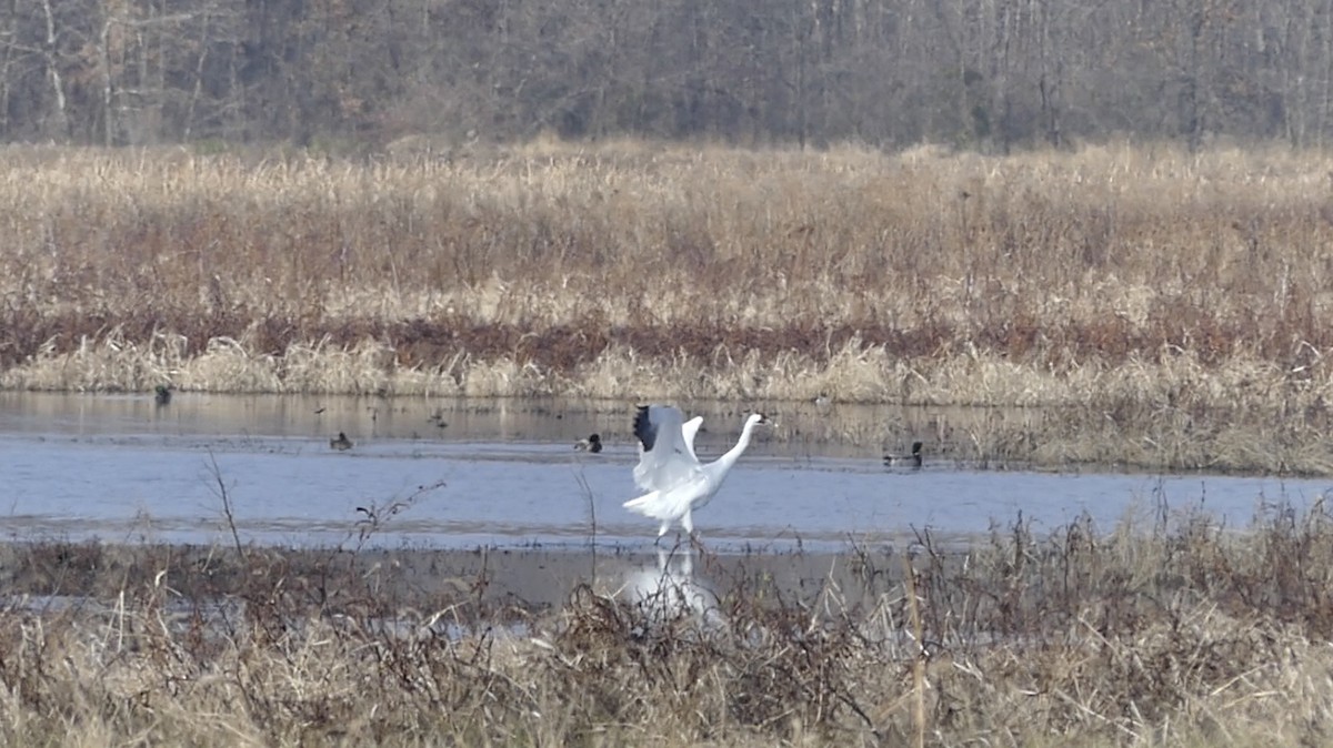 Whooping Crane - Andrew  Hutchison