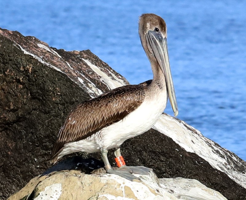 Pelikano arrea - ML126039101