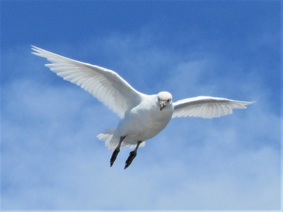 Snowy Sheathbill - ML126039321