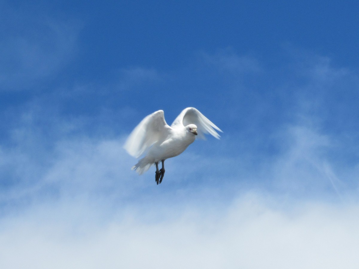 Snowy Sheathbill - ML126039341