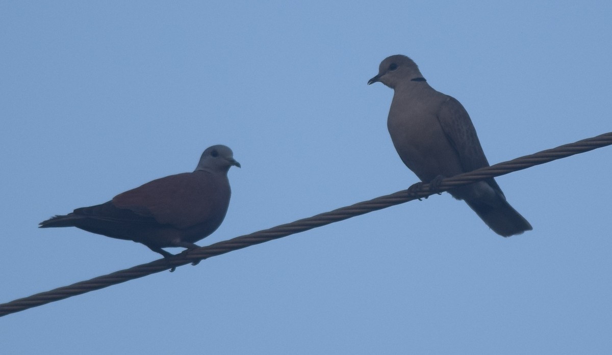 Red Collared-Dove - ML126041211