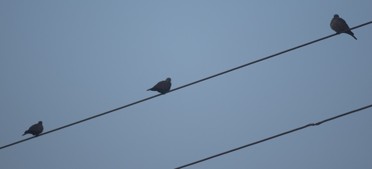 Red Collared-Dove - ML126041231