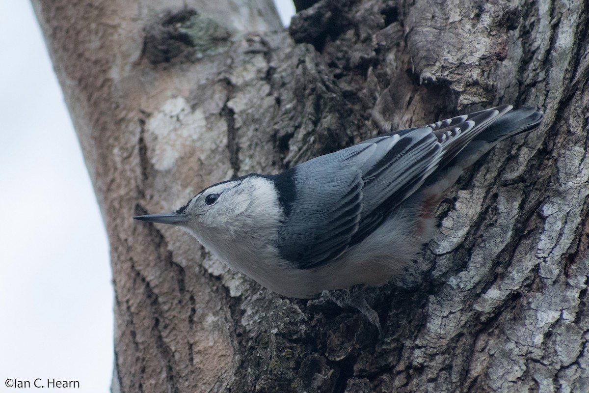 White-breasted Nuthatch (Eastern) - ML126041631