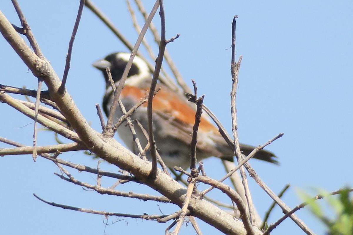 Moineau mélanure - ML126041851