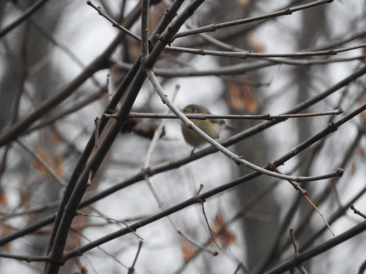 Ruby-crowned Kinglet - ML126041871