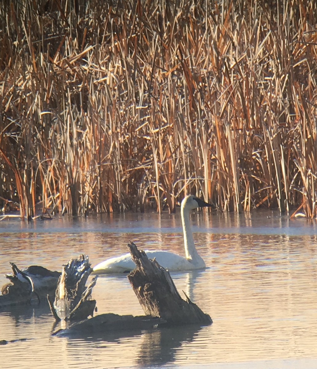 Cygne trompette - ML126041931