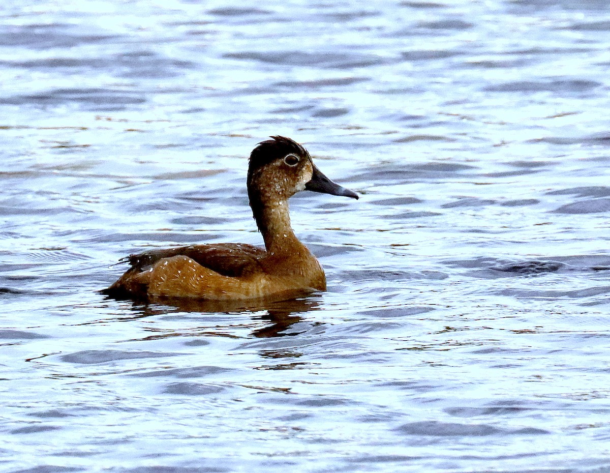 Ring-necked Duck - Linda  Fell