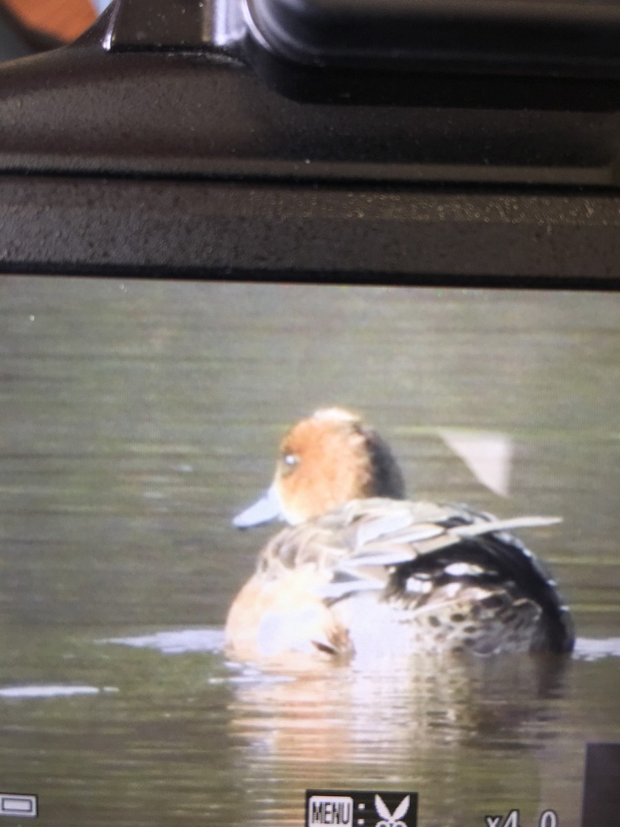 Eurasian Wigeon - ML126044351