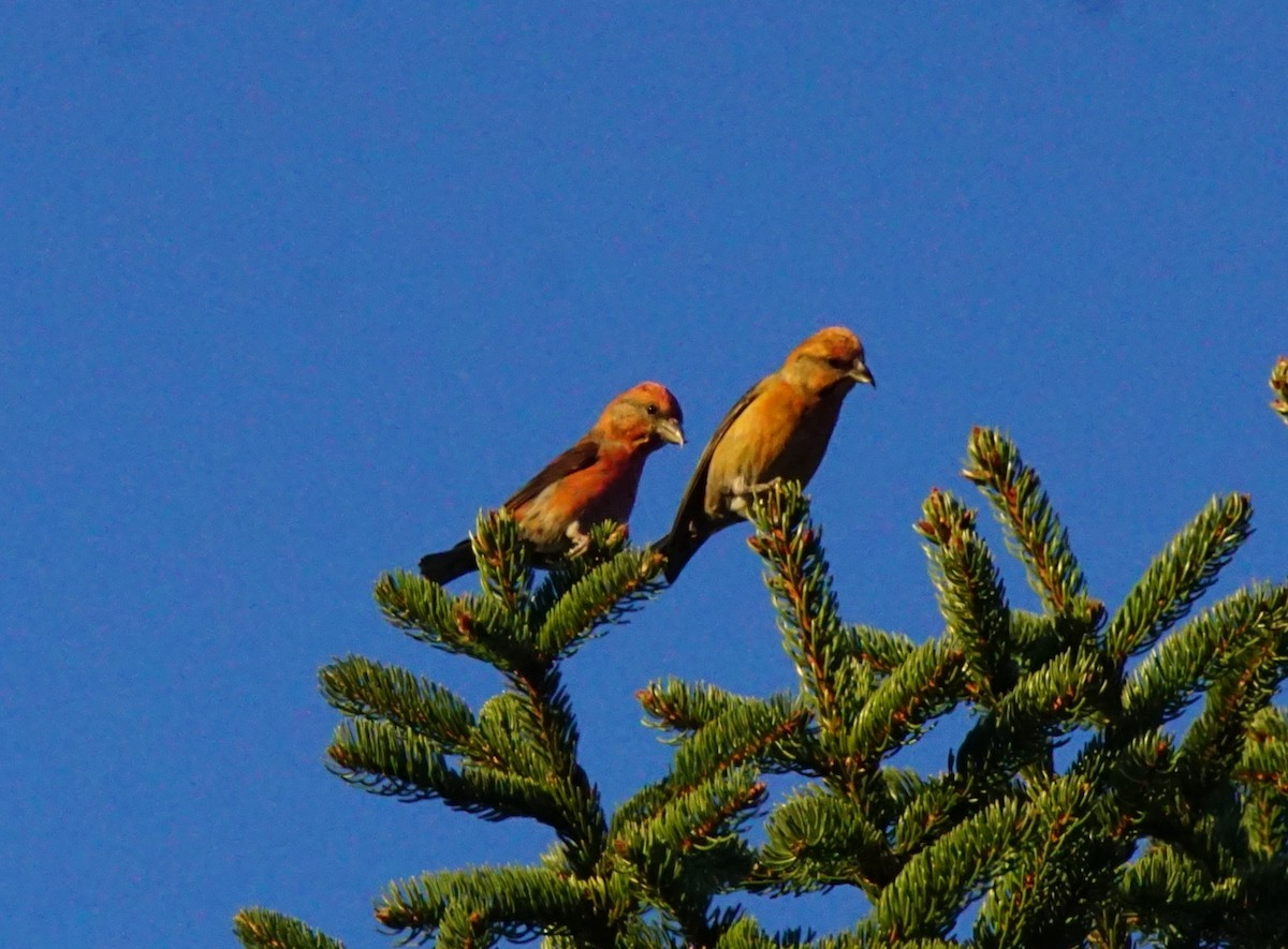 Red Crossbill - Nevine Jacob