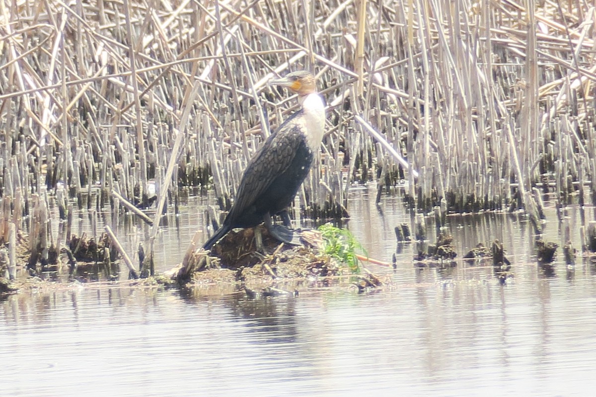 Great Cormorant (White-breasted) - ML126046591