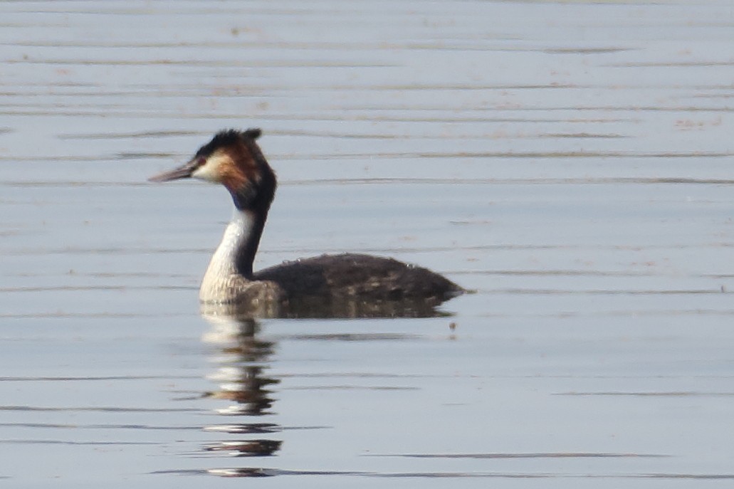 Great Crested Grebe - ML126047021