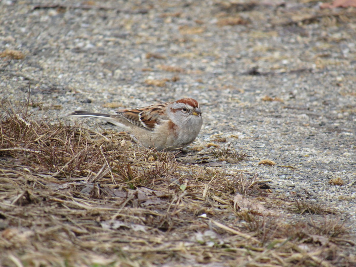 bjørkespurv - ML126047711