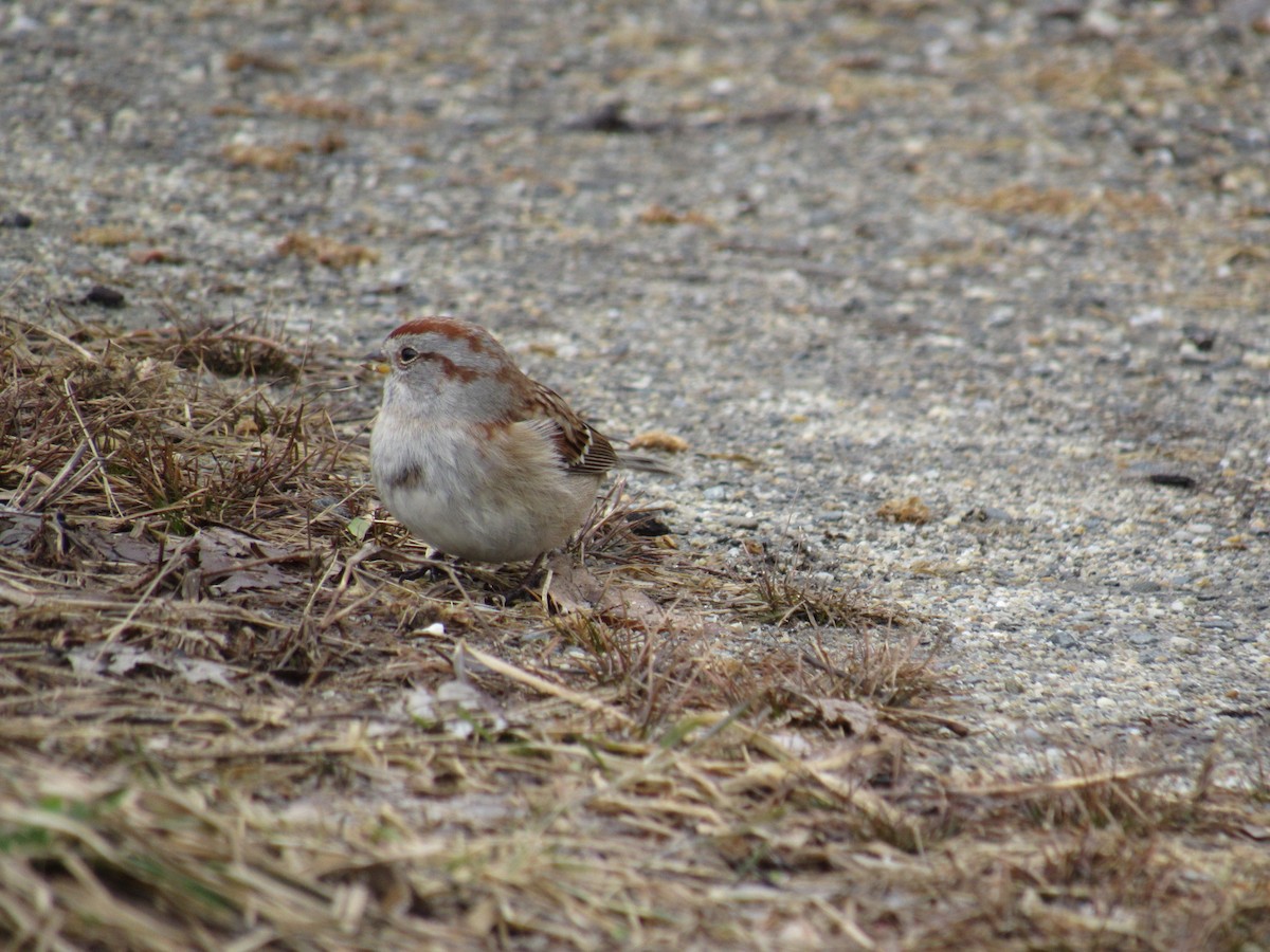 bjørkespurv - ML126047721