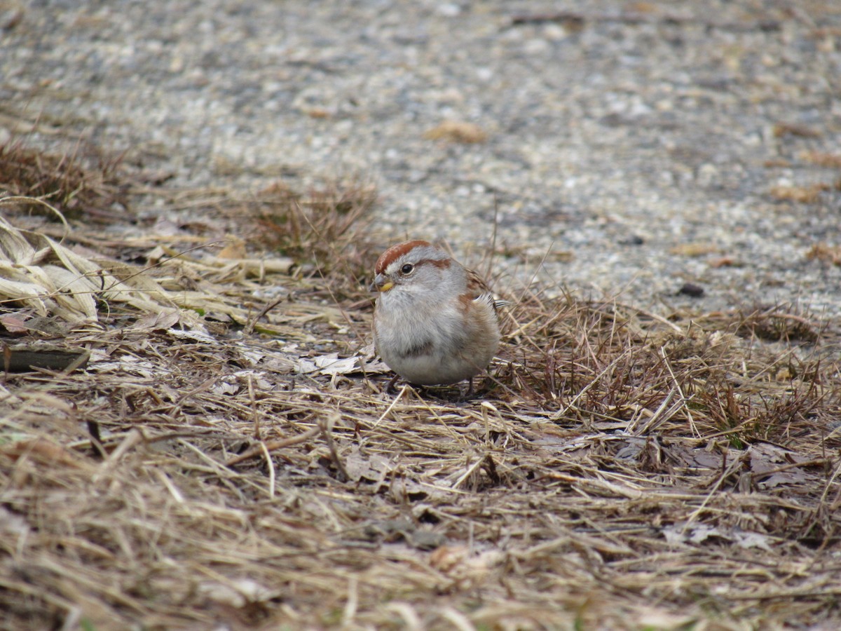 bjørkespurv - ML126047731