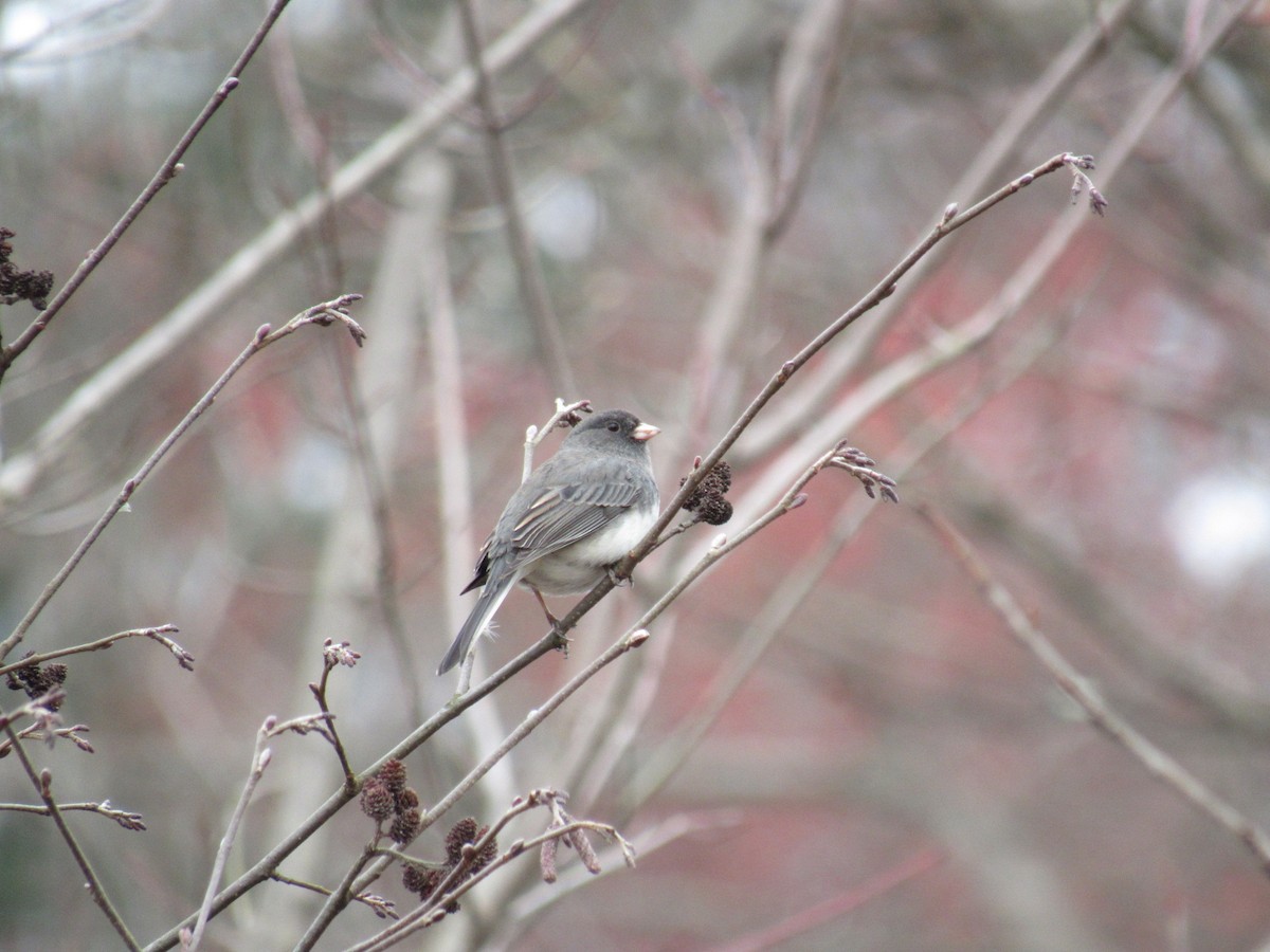 vinterjunko - ML126047821