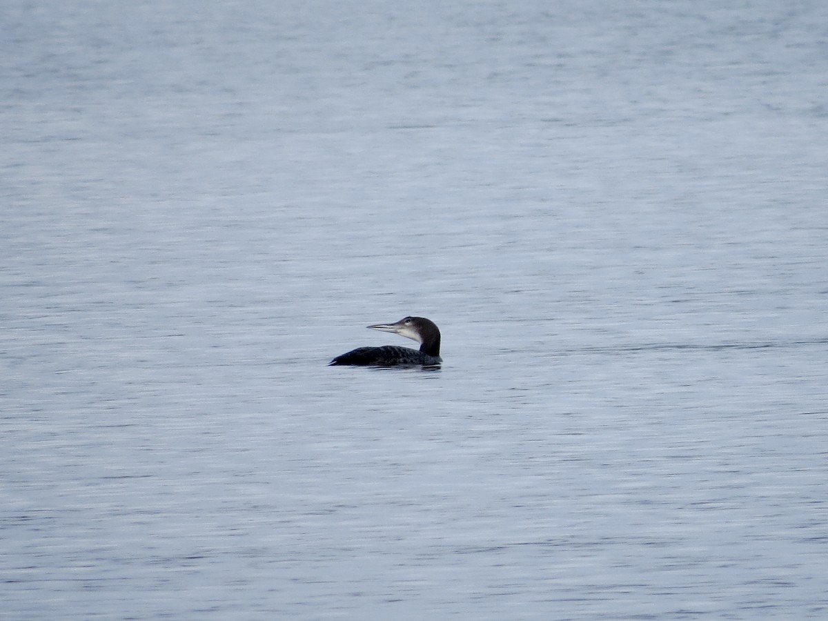 Common Loon - ML126048841