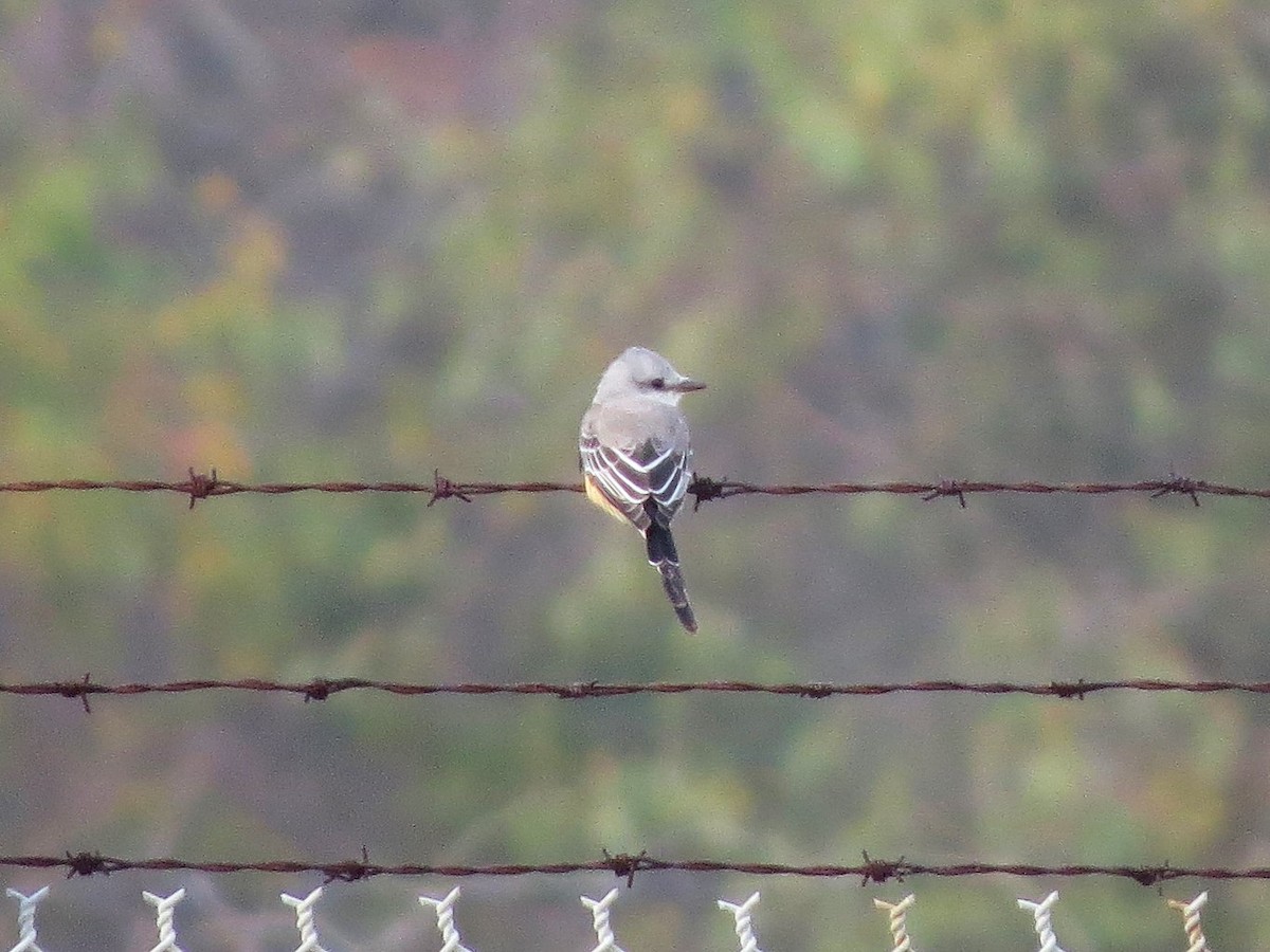 Scissor-tailed Flycatcher - ML126049001