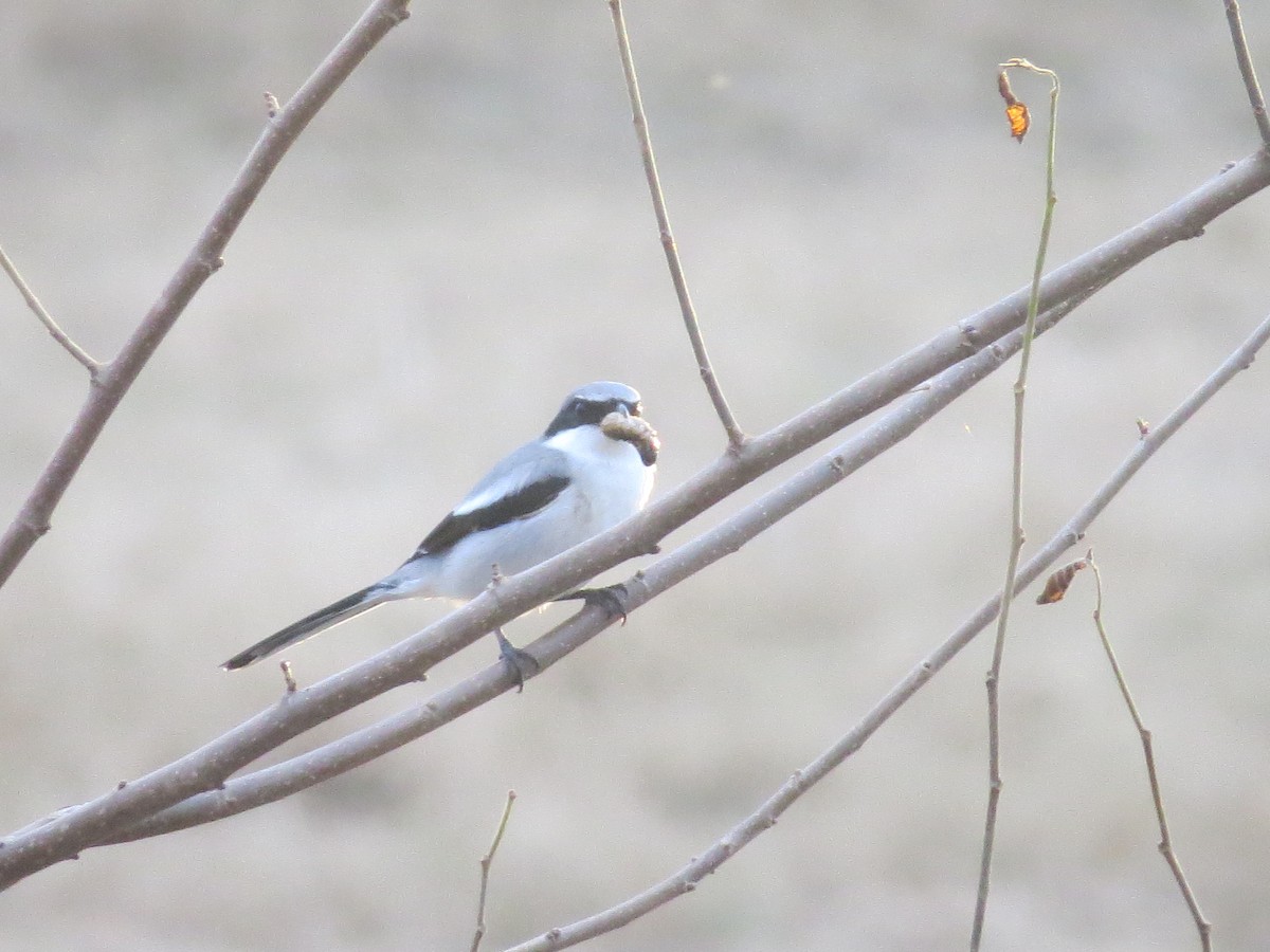 Loggerhead Shrike - ML126049091