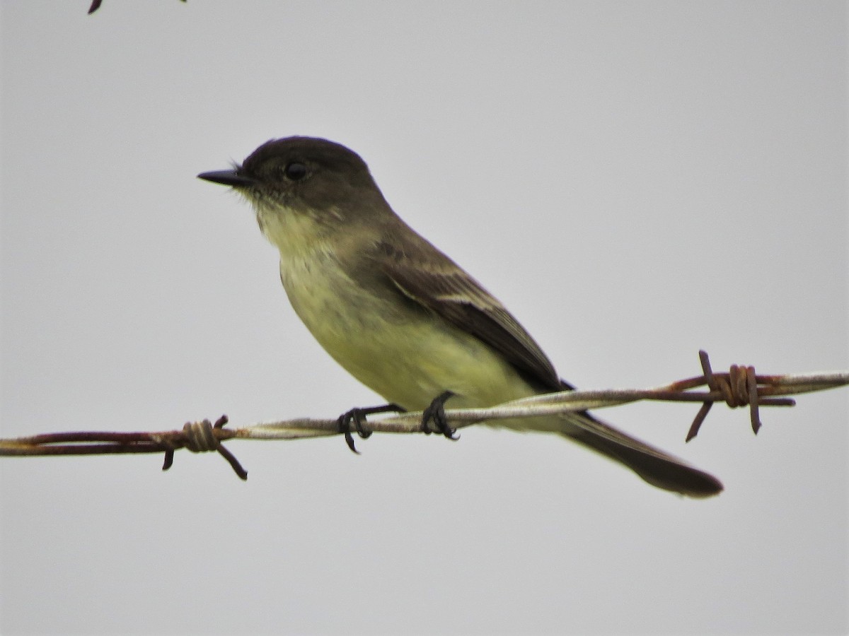 Eastern Phoebe - ML126049111