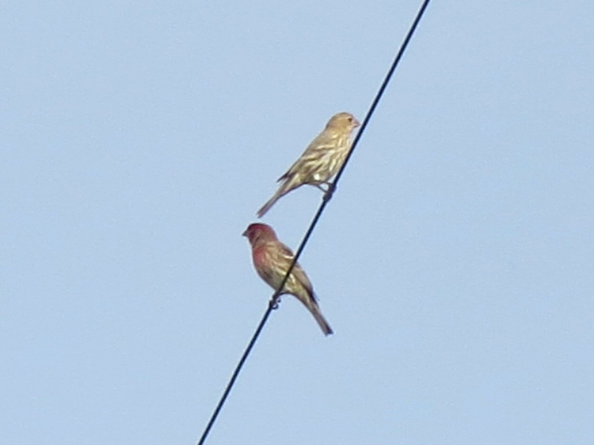 House Finch - ML126049201