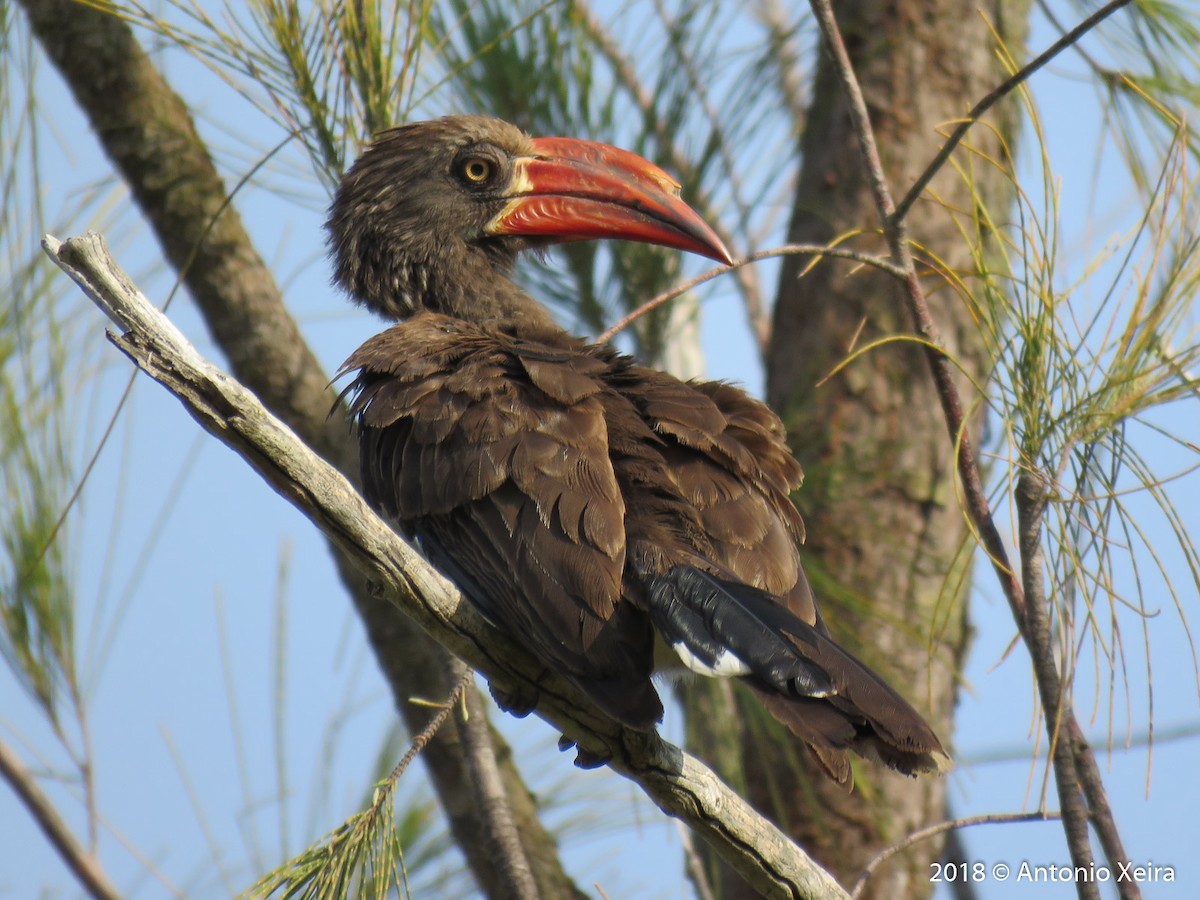 Crowned Hornbill - ML126049521