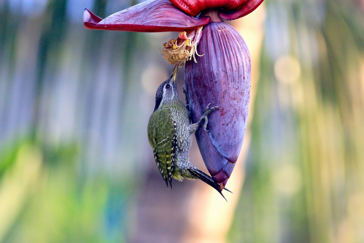 Streak-throated Woodpecker - ML126051971