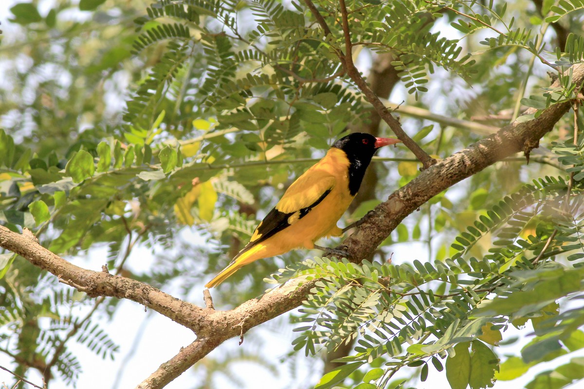 Black-hooded Oriole - ML126052201