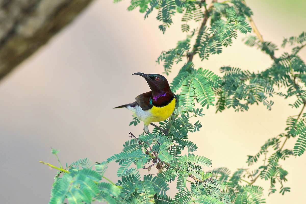 Purple-rumped Sunbird - Stefan Hirsch