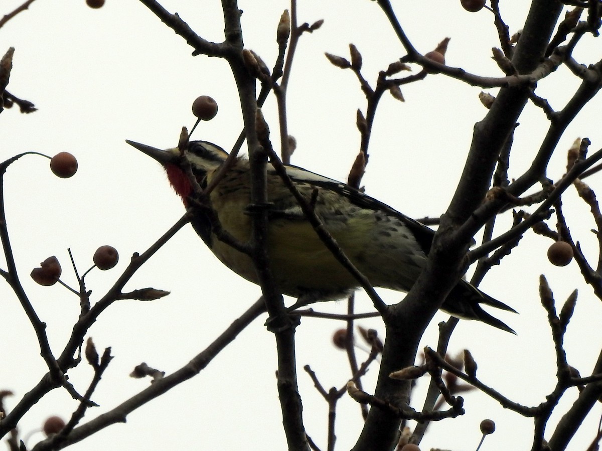 Yellow-bellied Sapsucker - ML126052411